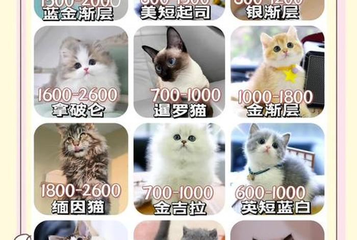 爱猫生活吧团购，爱猫生活小组暗号是什么