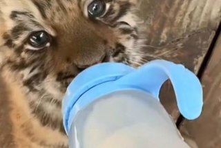 产后的母亲给小老虎喂奶 人奶喂养小老虎