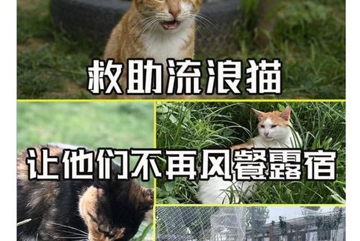 流浪猫的生活纪录片全集；流浪猫生活轨迹