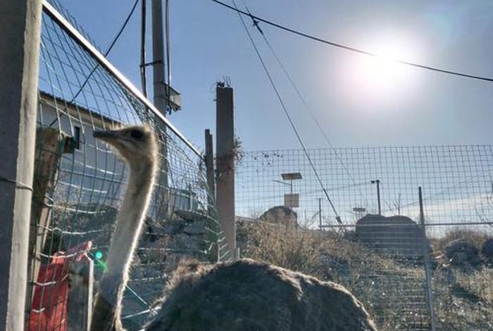 鸵鸟生活的环境有哪些，鸵鸟的生存环境及现状
