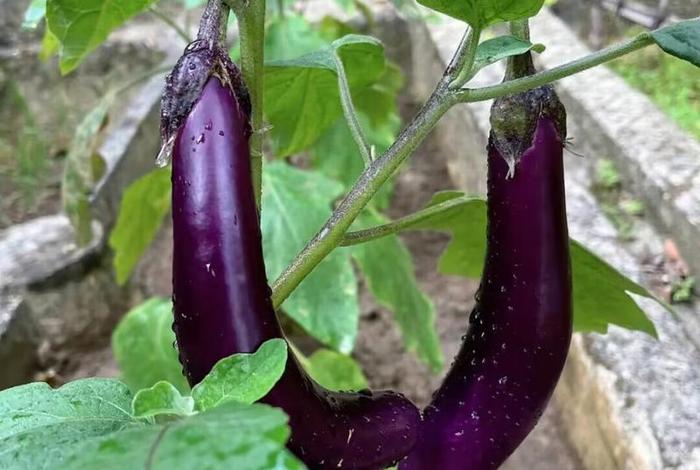 茄子生活是什么 - 茄子的生活环境及特点 茄子生活是什么 - 茄子的生活环境及特点