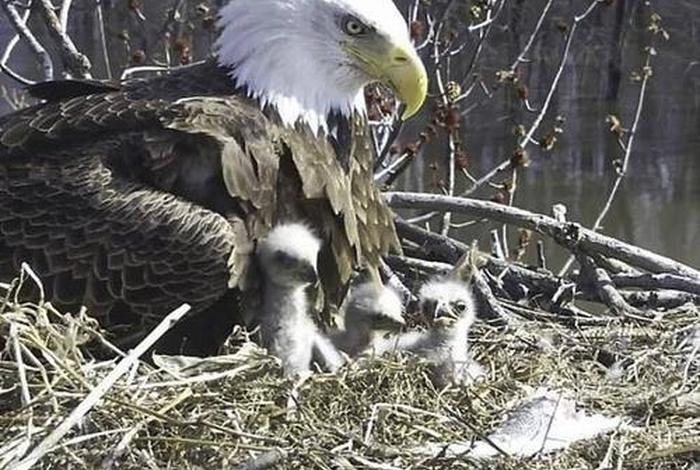 鹰的生活全过程、鹰的生活环境是什么 鹰的生活全过程、鹰的生活环境是什么