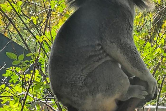 考拉生活习性,考拉的生活特征和生活方式 考拉生活习性,考拉的生活特征和生活方式