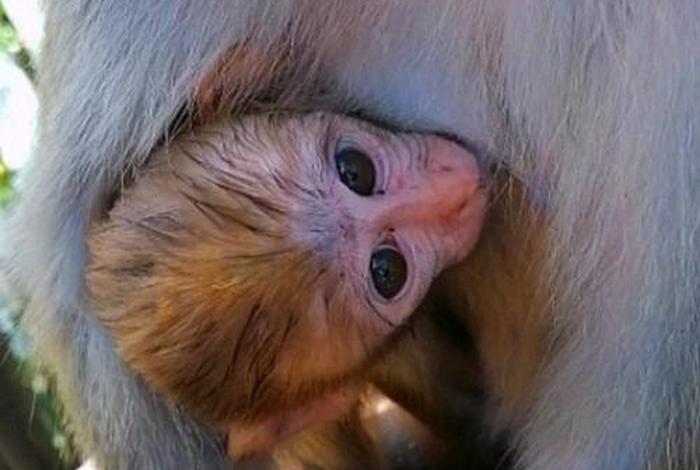 二人生猴子免费观看大全;二人生猴子免费观看大全不用下载的 二人生猴子免费观看大全;二人生猴子免费观看大全不用下载的