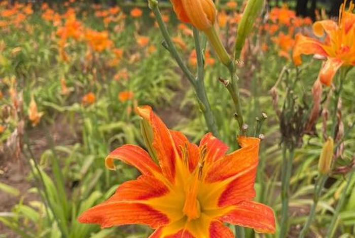 寿光生态农业观光园 - 寿光生态农业观光园景区 寿光生态农业观光园 - 寿光生态农业观光园景区