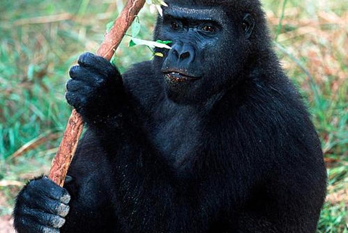 大猩猩的生活地带,大猩猩生活在什么地方生活,吃什么 大猩猩的生活地带,大猩猩生活在什么地方生活,吃什么