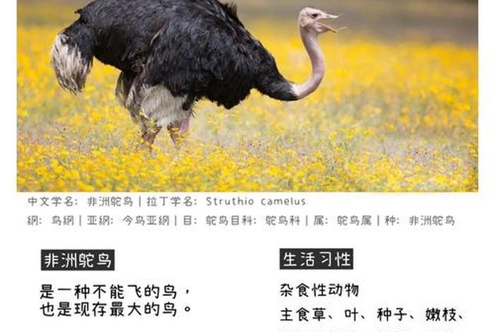 鸵鸟生活在哪个国家，鸵鸟一般生活在哪里