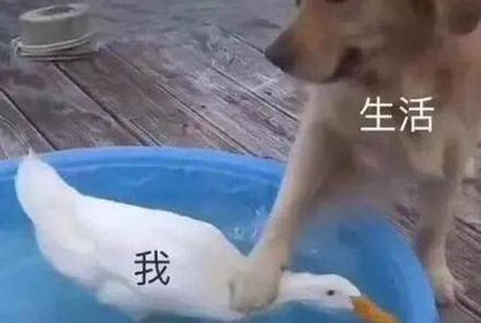 生活我图片表情包 我生活的图片带字 生活我图片表情包 我生活的图片带字