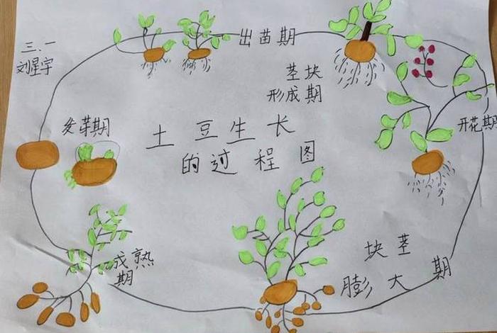 生活好帮手-土豆种树小妙招 - 种 土豆