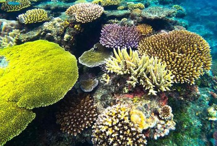 珊瑚生活在海底多少米；珊瑚生活在海底多少米以下