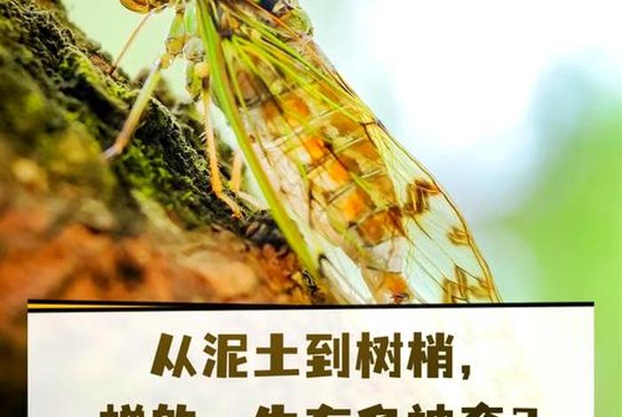 蝉的生活环境和特点、蝉的生活场景 蝉的生活环境和特点、蝉的生活场景