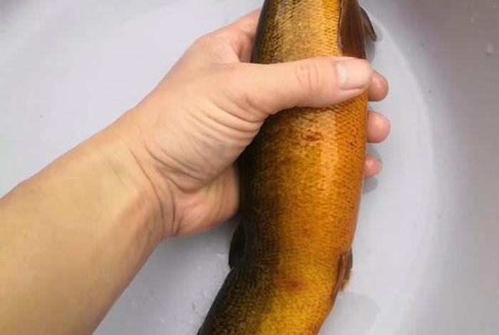 泥鳅的生存能力强吗 泥鳅的生命力顽强吗