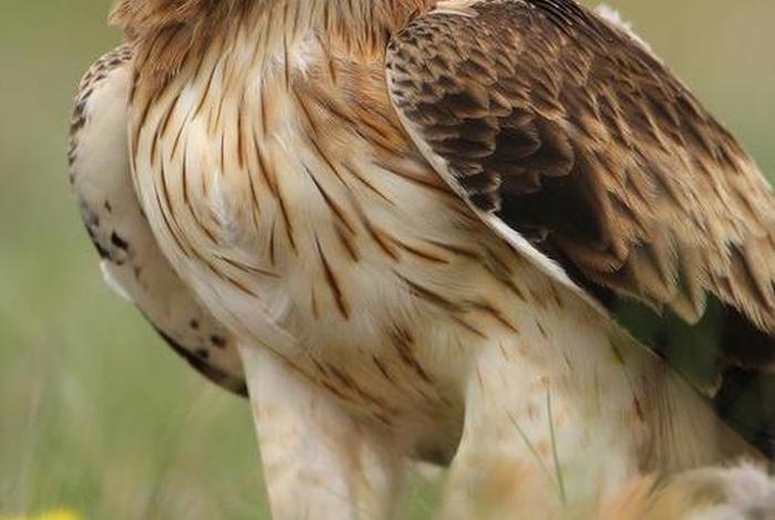 鹰的生活习性 鹰主要生活在哪里 鹰的生活习性 鹰主要生活在哪里