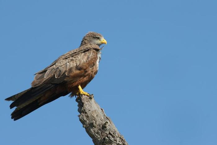 鹰的生活照片大全 - 鹰的生活特征 鹰的生活照片大全 - 鹰的生活特征