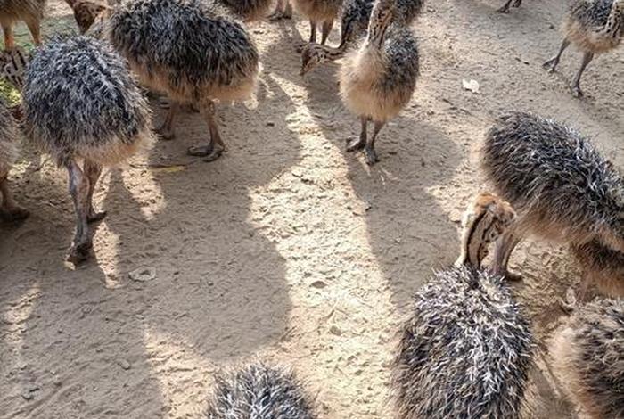 鸵鸟生活在什么环境 鸵鸟生活在什么环境温度