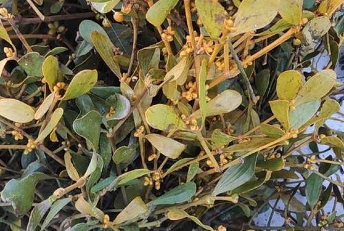 寄生生活是指什么 - 寄生是啥 寄生生活是指什么 - 寄生是啥