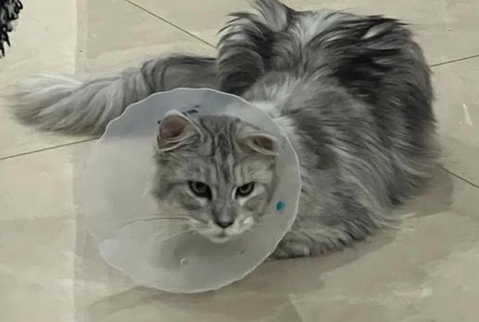 爱猫生活小组怎么进(爱猫生活小组团购真假) 爱猫生活小组怎么进(爱猫生活小组团购真假)