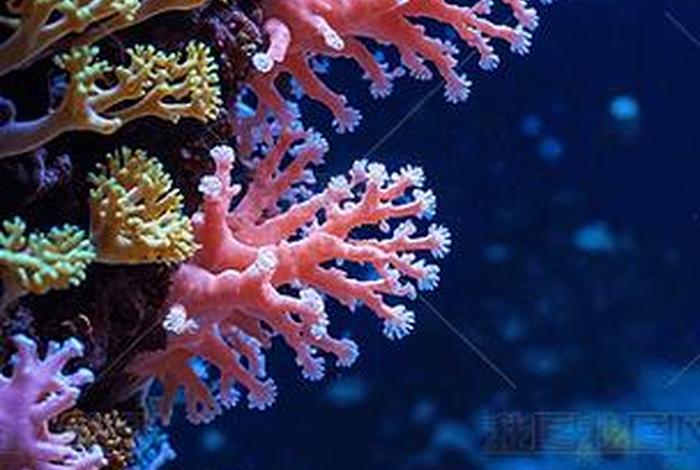 珊瑚生长的自然条件、珊瑚生长的自然条件是什么