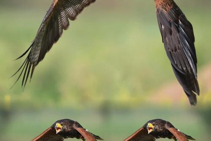 鹰的生活环境及特点与特征 - 鹰的生活是怎样的