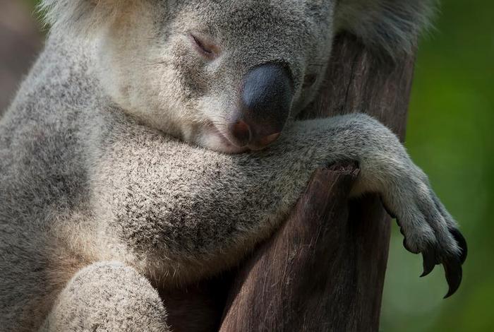 考拉生活啥意思 - 考拉生活在哪个国家？