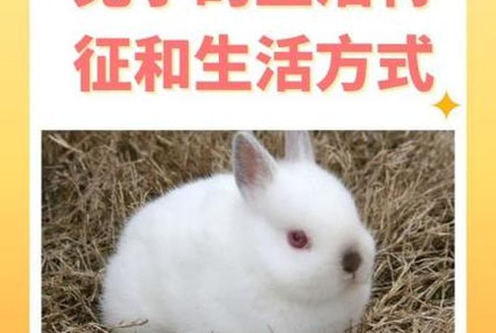 兔子生活习性是什么 - 兔子生活特点是什么