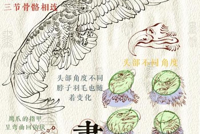 鹰的生长生活 鹰的生长过程图 鹰的生长生活 鹰的生长过程图