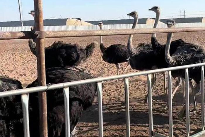 鸵鸟生活环境要求 - 鸵鸟生活环境要求有哪些