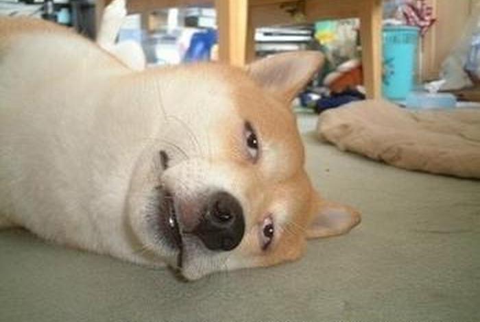 悲催生活的a先生在线观看（悲催生活图片大全）