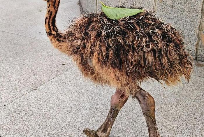 鸵鸟生活日常记录;鸵鸟生活日常记录图片 鸵鸟生活日常记录;鸵鸟生活日常记录图片