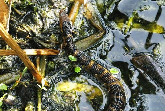 泥鳅生活环境,泥鳅生活环境有什么要求 泥鳅生活环境,泥鳅生活环境有什么要求