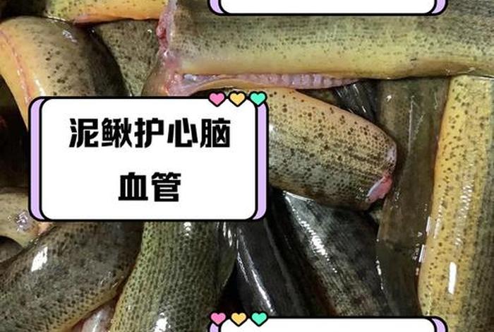 泥鳅生活习性(泥鳅的特性及生长) 泥鳅生活习性(泥鳅的特性及生长)