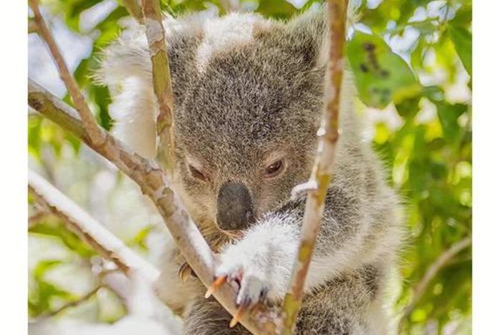 考拉生活在什么地方，考拉在哪里生活