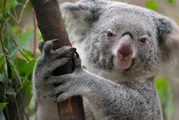 考拉生活在哪个大洲（考拉生活在澳大利亚的哪里）