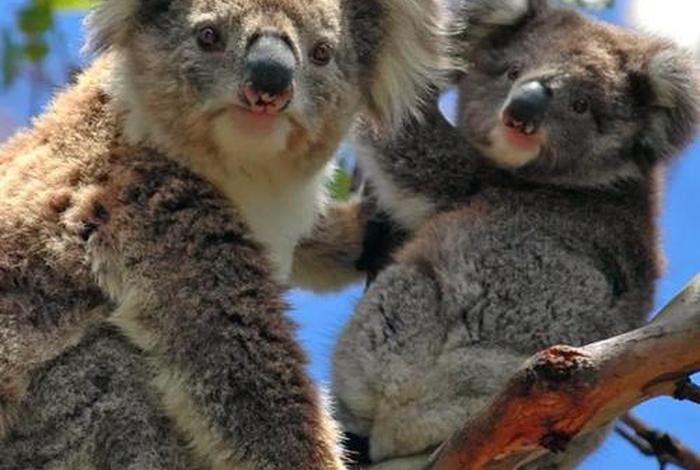 考拉生活在什么环境，考拉主要生活在