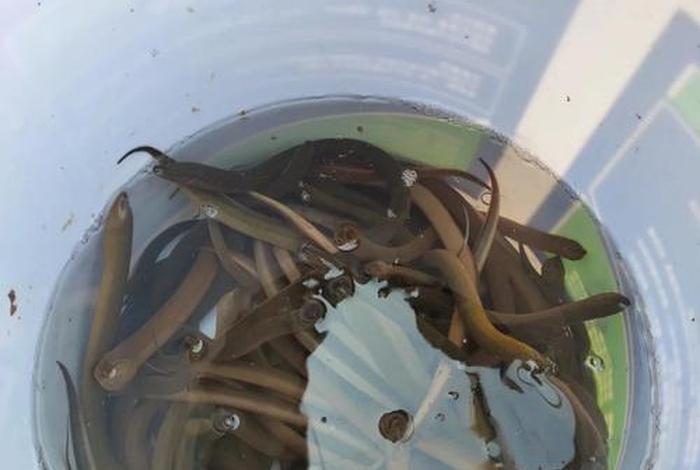 泥鳅生活在水里还是泥里 泥鳅生活在什么水里