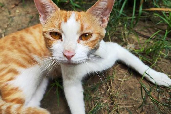 流浪猫的生活视频大全、流浪猫视频高清视频