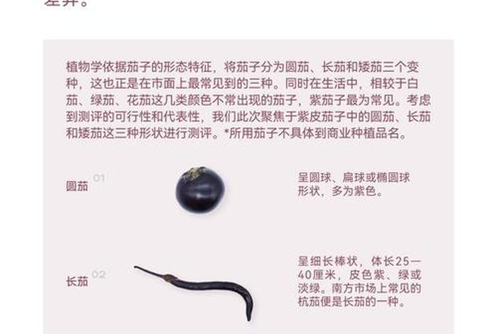 茄子生活是什么 - 茄子的生活环境及特点 茄子生活是什么 - 茄子的生活环境及特点