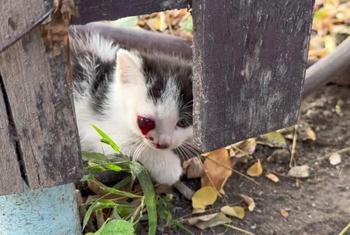 流浪猫的花语、流浪猫寓意
