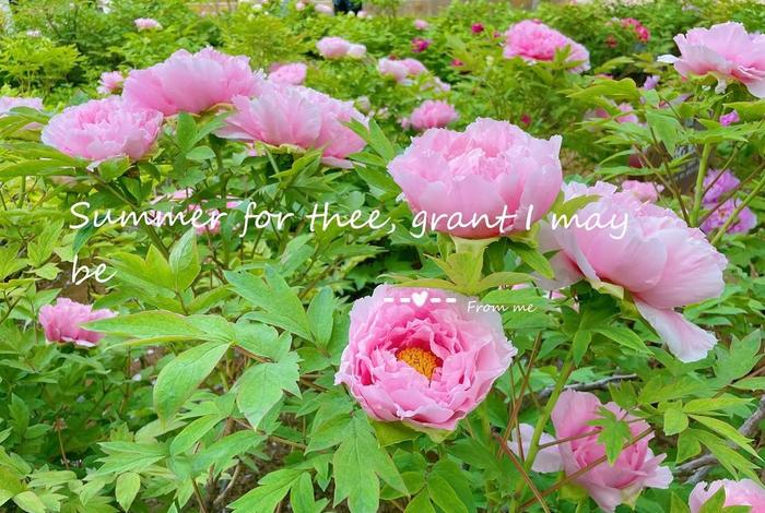 生活犹如锦上花，生活如锦什么意思