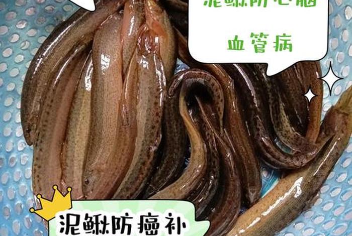 泥鳅生活特性；泥鳅鱼的生活特点