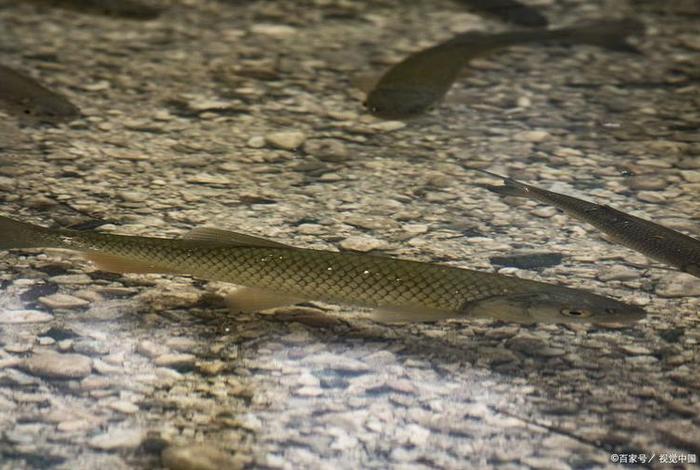 泥鳅生活在水里还是泥里、泥鳅生活在水中吗