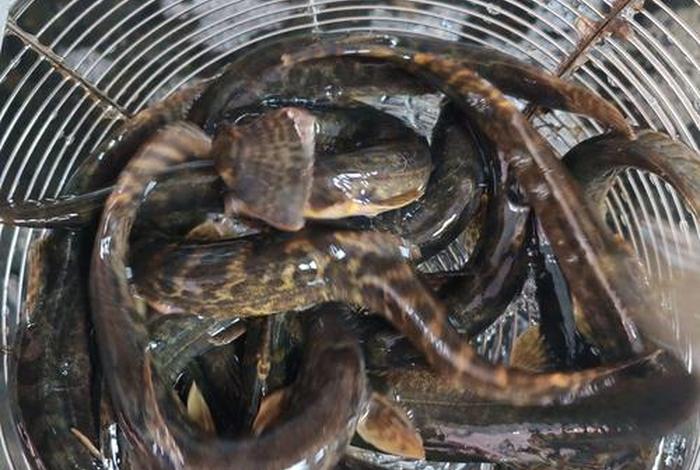 泥鳅生活环境及特点 - 泥鳅的生存环境是什么? 泥鳅生活环境及特点 - 泥鳅的生存环境是什么?