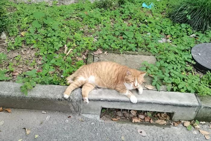 流浪猫的生活环境 流浪猫的生活环境是什么样的 流浪猫的生活环境 流浪猫的生活环境是什么样的