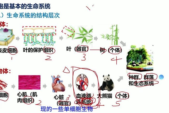 生命与生活区别 - 生命与生活有什么关系