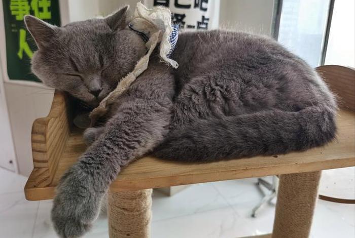 爱猫生活小组入组暗号、爱猫生活小组审核要多久