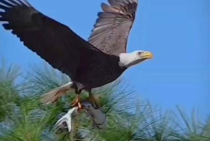 鹰的生活视频,鹰的记录视频 鹰的生活视频,鹰的记录视频