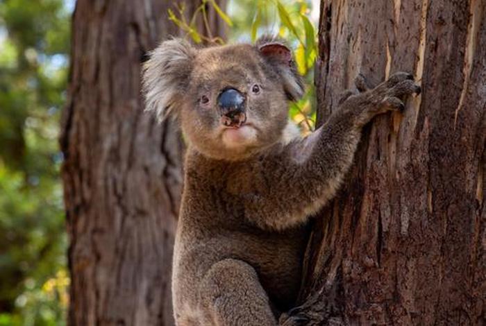 考拉生活在哪个大洲（考拉生活在澳大利亚的哪里）