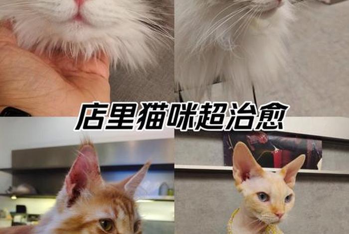 爱猫生活馆（爱猫生活组团购真假）