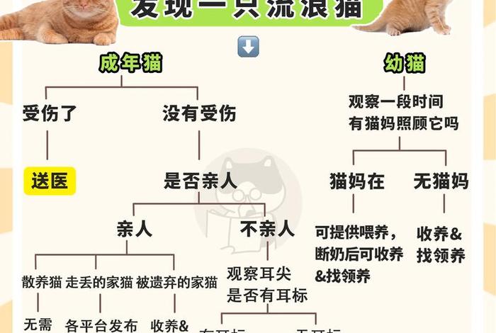 流浪猫的生活状况,流浪猫的生活状况介绍 流浪猫的生活状况,流浪猫的生活状况介绍