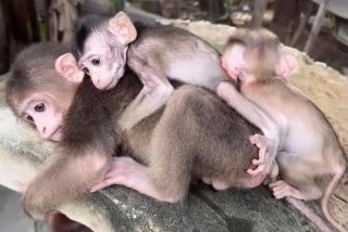 二人生猴子全程不盖被子免费观看宜新视频（两个人生猴子）